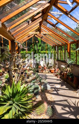 Greenhouse Interior, Winterbourne House and Gardens, Großbritannien Stockfoto