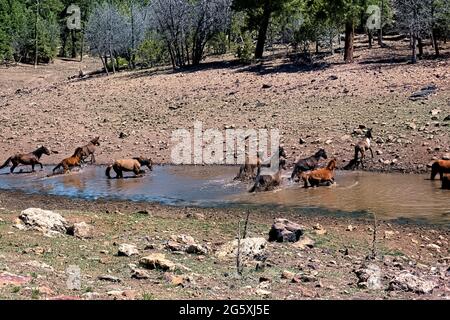 Wilde Pferde im Fluss auf dem Kaibab Plateau, Arizona Trail, Arizona, USA Stockfoto