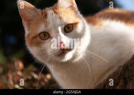 Ein Porträt von niedlichem Ingwer und weißer Katze, die im Sonnenlicht auf die Kamera starrt Stockfoto