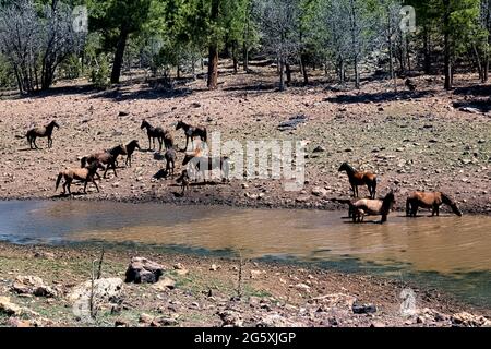 Wilde Pferde im Fluss auf dem Kaibab Plateau, Arizona Trail, Arizona, USA Stockfoto