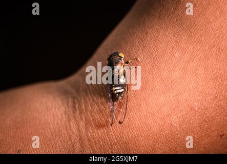 Lemuriana apicalis (Germar,1830) ist eine der indischen Arten von Zikaden. Zikaden sind Mitglieder der Superfamilie Cicadoidea und unterscheiden sich physisch durch ihre starken Körper, ihre breiten Köpfe, ihre durchsichtigen Flügel und ihre großen zusammengesetzten Augen. Zikaden sind berühmt für ihre Vorliebe, über viele Jahre vollständig zu verschwinden, nur um in regelmäßigen Abständen wieder in Kraft zu treten. Mehrere Kulturen betrachteten diese Insekten aufgrund ihrer ungewöhnlichen Lebenszyklen als mächtige Symbole der Wiedergeburt. Die Zikade hat den längsten Lebenszyklus eines Insekts und reicht von 2 bis 17 Jahren. Brut X (Brut 10), eine der Periodika CI Stockfoto