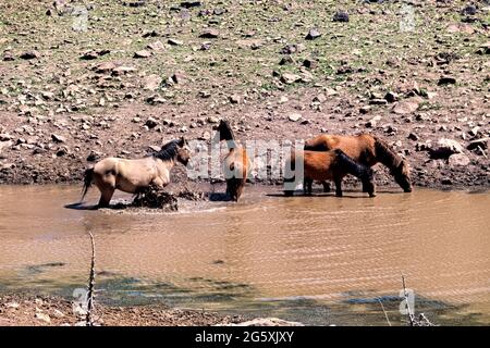 Wilde Pferde im Fluss auf dem Kaibab Plateau, Arizona Trail, Arizona, USA Stockfoto