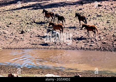 Wilde Pferde im Fluss auf dem Kaibab Plateau, Arizona Trail, Arizona, USA Stockfoto