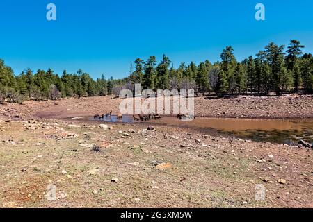 Wilde Pferde im Fluss auf dem Kaibab Plateau, Arizona Trail, Arizona, USA Stockfoto