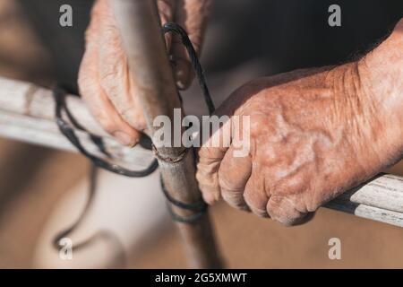 Person, die eine Struktur zum Anpflanzen von Tomaten baut. Selektiver Fokus. Stockfoto