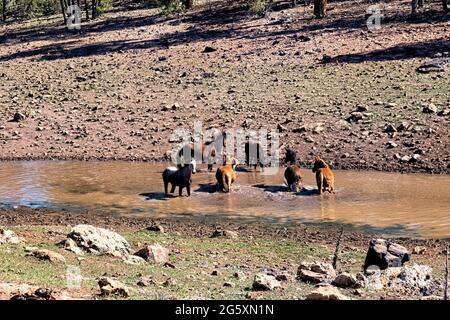 Wilde Pferde im Fluss auf dem Kaibab Plateau, Arizona Trail, Arizona, USA Stockfoto