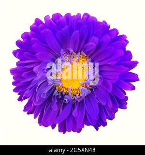 Leuchtend violett gelbe dekorative Blume auf weißem Hintergrund isoliert. Makro. Draufsicht Stockfoto
