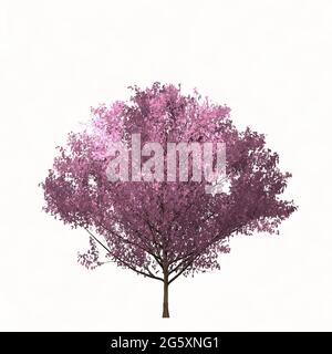 Sakura-Baum auf weißem Hintergrund isoliert. Einfache Farbdarstellung. Stockfoto