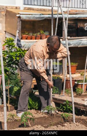 Person, die eine Struktur zum Anpflanzen von Tomaten baut. Selektiver Fokus. Stockfoto