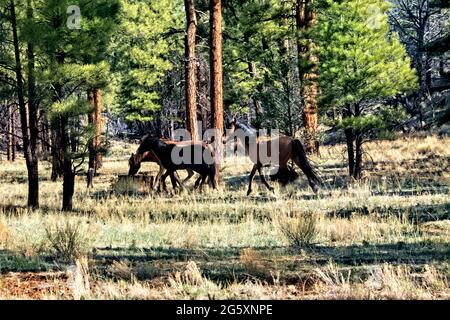 Wilde Pferde auf dem Kaibab Plateau, Arizona Trail, Arizona, USA Stockfoto