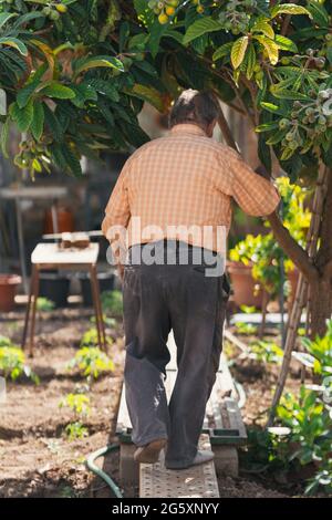 Alter Mann, der eine Struktur zum Anpflanzen von Tomaten baut. Selektiver Fokus. Stockfoto