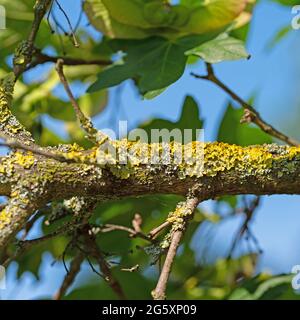 Flechten auf einem Laubbaum Stockfoto