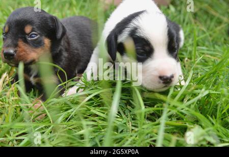 2 Wochen alte Welpen kuscheln im Stroh und auf der Wiese und entdecken die Welt Stockfoto