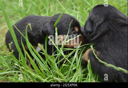 2 Wochen alte Welpen kuscheln im Stroh und auf der Wiese und entdecken die Welt Stockfoto