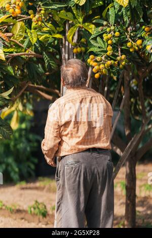 Person, die eine Struktur zum Anpflanzen von Tomaten baut. Selektiver Fokus. Stockfoto