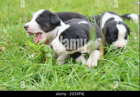 2 Wochen alte Welpen kuscheln im Stroh und auf der Wiese und entdecken die Welt Stockfoto