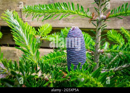 Junger lila gefärbter Kegel aus koreanischer Silbertanne (Abies koreana) Stockfoto