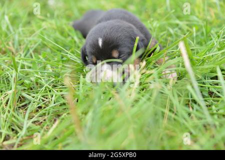 2 Wochen alte Welpen kuscheln im Stroh und auf der Wiese und entdecken die Welt Stockfoto