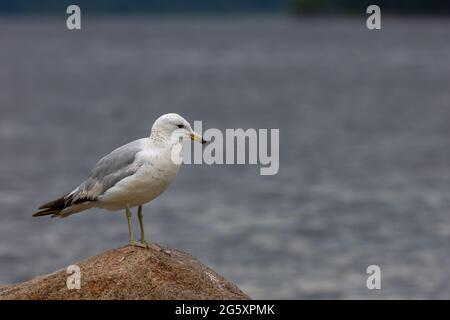 Eine weiße und graue Ringschnabelmöwe (Larus delawarensis) steht auf einem Felsen vor einem verschwommenen Flusshintergrund. Stockfoto