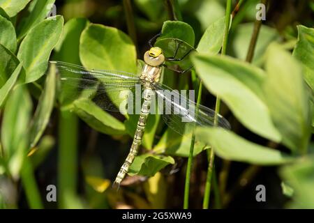 Kaiserdragonfly - Weibchen (Anax Imperator) aufgenommen im Forest Farm Nature Reserve, Cardiff Stockfoto