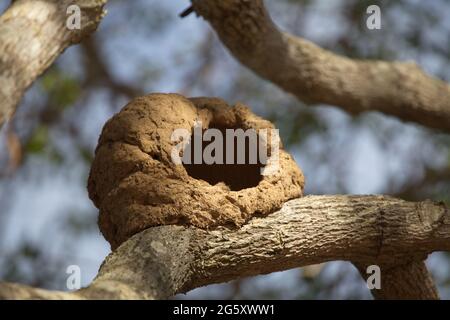 Nahaufnahme von Vögeln Nest aus Schlamm gebaut ruht in Baum Zweig Transpantaneira, Pantanal, Brasilien. Stockfoto