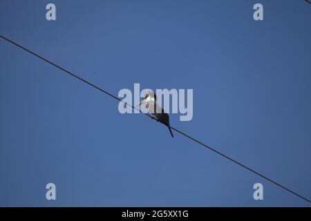 Nahaufnahme des farbenfrohen Ringelfischers (Megaceryle torquata) auf Draht sitzend Transpantaneira, Pantanal, Brasilien. Stockfoto