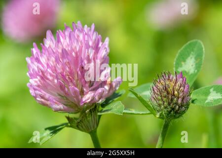 Makroaufnahme einer Blume auf einem roten Klee (trifolium pratense) Pflanze Stockfoto