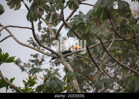 Nahaufnahme von Toucan (Ramphastos toco) in Bäumen sitzend Transpantaneira, Pantanal, Brasilien. Stockfoto