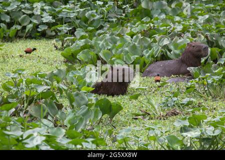 Familie von Capybara (Hydrochoerus hydrochaeris) Baden im grünen Wasser mit Vögeln Transpantaneira, Pantanal, Brasilien. Stockfoto