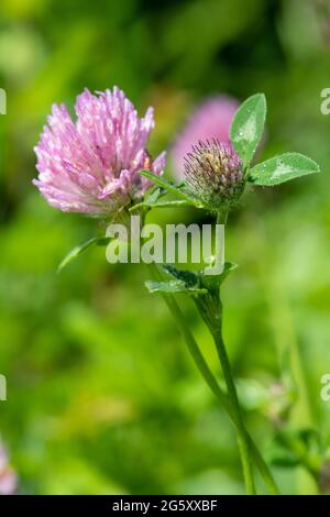Makroaufnahme einer Blume auf einem roten Klee (trifolium pratense) Pflanze Stockfoto
