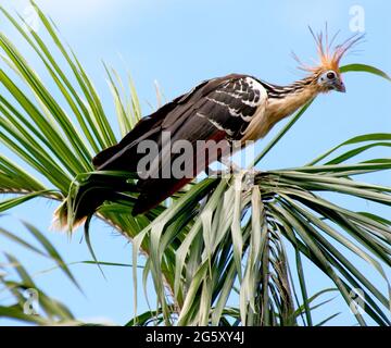 Amazonian Hoatzin Vogel ruht im Baum Stockfoto