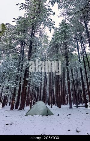 Camping im Schnee auf dem Mogollon Rim, Mormon Lake, Arizona, USA Stockfoto