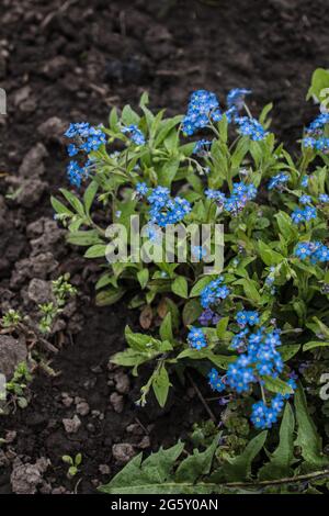 Frühling Vergiss-mich-nicht Blumen wachsen im Busch auf schwarzer Erde. Stockfoto