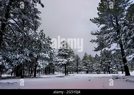 Kiefernwald im Neuschnee am Mogollon Rim, Mormon Lake, Arizona, USA Stockfoto