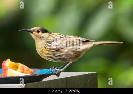 Macleay's Honeyeater, Xanthotis macleayanus, Alleinreisende, die Obst im Gartenvogelfutterhäuschen, Paluma, Australien, füttern Stockfoto