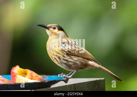 Macleay's Honeyeater, Xanthotis macleayanus, Alleinreisende, die Obst im Gartenvogelfutterhäuschen, Paluma, Australien, füttern Stockfoto