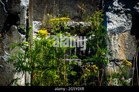 Blumen wachsen auf den zerbröckelnden Quick-Fire Gun Stellungen in Fort charlotte auf georges Island Stockfoto