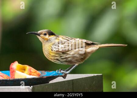 Macleay's Honeyeater, Xanthotis macleayanus, Alleinreisende, die Obst im Gartenvogelfutterhäuschen, Paluma, Australien, füttern Stockfoto