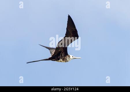 Prachtvoller Fregattebird, Fregata magnificens, Single Bird in Flight, Karibik Stockfoto