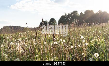Stimmungsvoller sonniger Sommerabend außerhalb der Stadt in der Natur. Ein schönes Feld mit den Delelionen, Kräutern und wilden Blumen in den Strahlen der untergehenden Sonne. Stockfoto
