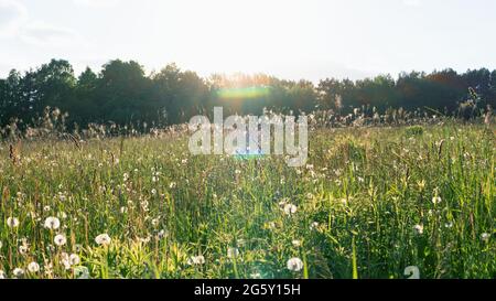 Sonnenblendung der Strahlen der untergehenden Sonne. Schöner Hintergrund mit weißen Dandelionen und wilden Blumen im Boho-Stil. Stimmungsvoller sonniger Sommerabend Stockfoto