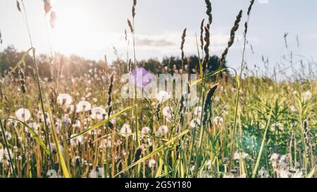 Sommerabend außerhalb der Stadt auf einem Feld mit wilden Blumen und Kräutern in den Strahlen der untergehenden Sonne mit Blendung im Boho-Stil. Floraler Hintergrund Stockfoto