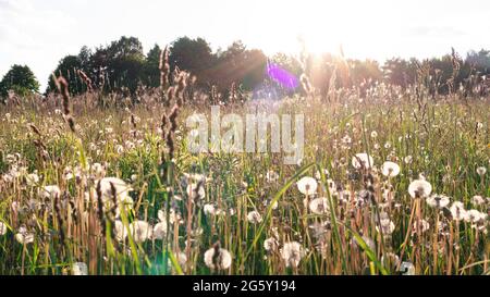 Sonnenblendung der Strahlen der untergehenden Sonne auf dem Hintergrund eines Landfeldes mit weißen Delandelionen und wilden Blumen. Atmosphärisch Boho Stil Foto Witz Stockfoto