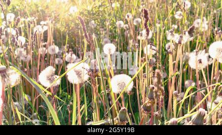 Weiße, flauschige Eselinnen in den Strahlen der untergehenden Sonne aus nächster Nähe. Stimmungsvolles Foto eines Landfeldes mit Kräutern und Wildblumen im Boho-Stil mit Stockfoto