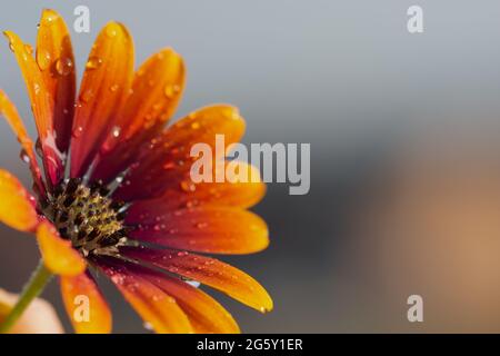 Eine afrikanische Gänseblümchen-violette Sonnenart mit Blick auf die rechte Seite, die den Kopierraum verlässt. Die Blume wurde vor kurzem bewässert und hinterlässt Tröpfchen auf dem violetten und oder Stockfoto
