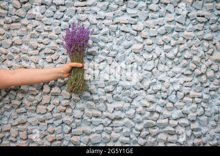 Ein Bouquet von frischem Lavendel in einer weiblichen Hand vor dem Hintergrund einer blauen alten Steinmauer. Kopierraum. Stockfoto