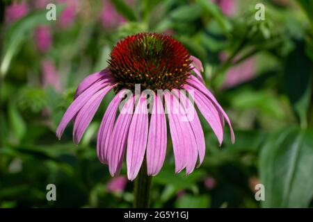 Dieses Bild zeigt eine Makroansicht einer einzelnen blühenden purpurnen Kegelblume (Echinacea purpurea) mit einem sonnenbeleuchteten defokussten Hintergrund. Stockfoto