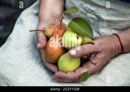 In weiblichen Händen, leckere saftig reife Birnen. Draufsicht, Kopierbereich. Stockfoto