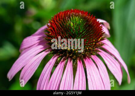 Dieses Bild zeigt eine Makroansicht einer einzelnen blühenden purpurnen Kegelblume (Echinacea purpurea) mit einem sonnenbeleuchteten defokussten Hintergrund. Stockfoto