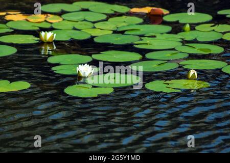 Landschaft mit weißen und gelben Seerosen am See an einem sonnigen Tag. Ukraine, Kiew Stockfoto